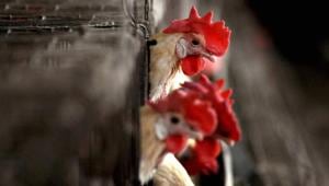 Chicken and egg sellers in Lucknow have complained of plunging sales.(Representational Photo/PTI) Chicken and egg sellers in Lucknow have complained of plunging sales.(Representational Photo/PTI)