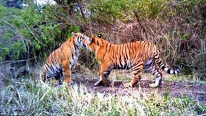 A pair of tigers in the forest at Gohri Range of Rajaji Tiger Reserve.(HT FILE PHOTO) A pair of tigers in the forest at Gohri Range of Rajaji Tiger Reserve.(HT FILE PHOTO)