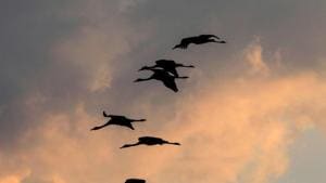 Several streams of flight paths of migratory birds crisscross the country’s skies. India is also a terminal destination for many such streams, making it a biological hot spot for bird disease, according to Sobhit Pal of the Bombay Natural History Society.(AFP) Several streams of flight paths of migratory birds crisscross the country’s skies. India is also a terminal destination for many such streams, making it a biological hot spot for bird disease, according to Sobhit Pal of the Bombay Natural History Society.(AFP)