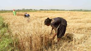 Kiran Devi’s agricultural company is now procuring crops from farmers without any middlemen involvement.(HT photo) Kiran Devi’s agricultural company is now procuring crops from farmers without any middlemen involvement.(HT photo)