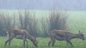 Four blackbucks were injured badly inside their enclosure due to the attack.(HT Photo) Four blackbucks were injured badly inside their enclosure due to the attack.(HT Photo)