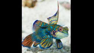 The image shows a blue-hued Mandarin Dragonet.(Twitter/@sheddaquarium) The image shows a blue-hued Mandarin Dragonet.(Twitter/@sheddaquarium)
