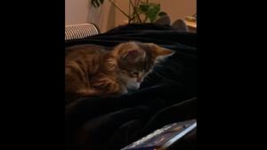 The image shows a little kitten watching a video.(Reddit) The image shows a little kitten watching a video.(Reddit)