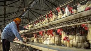 Thousands of birds have died in Kerala (mostly poultry), Himachal Pradesh (migratory birds), and Rajasthan and Madhya Pradesh (crows) since the start of the outbreak in December-end.(PTI) Thousands of birds have died in Kerala (mostly poultry), Himachal Pradesh (migratory birds), and Rajasthan and Madhya Pradesh (crows) since the start of the outbreak in December-end.(PTI)