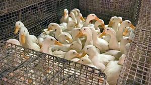 Panic sparked after around 120 poultry birds were found dead at Govindpur village of Badaberana Gram Panchayat under Begunia block of Khurdha District.(ANI) Panic sparked after around 120 poultry birds were found dead at Govindpur village of Badaberana Gram Panchayat under Begunia block of Khurdha District.(ANI)