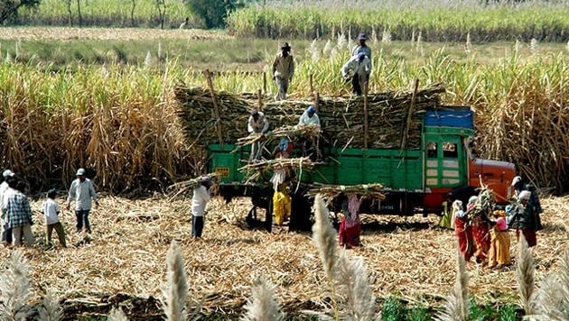 Stats revealed that 2,100 litres of water is used in Maharashtra to produce of a kilogram of sugar against 822 litres in Bihar.(HT file) Stats revealed that 2,100 litres of water is used in Maharashtra to produce of a kilogram of sugar against 822 litres in Bihar.(HT file)