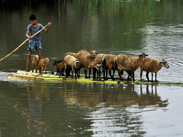 A youth taking his sheep to a safer place in a Banana raft after their houses were submerged in flood water at Bura Bure in Morigaon district of Assam. (PTI Photo)