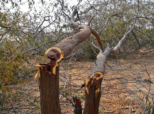 SK Gulati, the additional chief secretary, forest and wildlife, is accused of forcing forest officials to issue tree felling permission at the 52-acre Aravalli land that he declared ‘non-forest.’ (HT FILE PHOTO) SK Gulati, the additional chief secretary, forest and wildlife, is accused of forcing forest officials to issue tree felling permission at the 52-acre Aravalli land that he declared ‘non-forest.’ (HT FILE PHOTO)