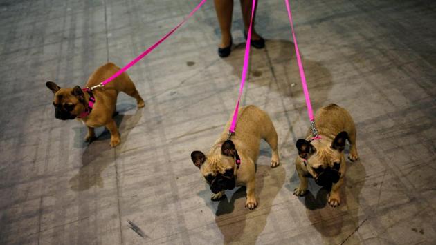 Various rare and exotic breeds of dogs participate in the fair every year, much to the delight of all attendees. (Reuters) Various rare and exotic breeds of dogs participate in the fair every year, much to the delight of all attendees. (Reuters)