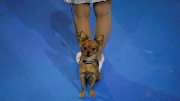 One of its kind, the event also raises awareness towards the health and other issues faced by pet animals. (Reuters) One of its kind, the event also raises awareness towards the health and other issues faced by pet animals. (Reuters)