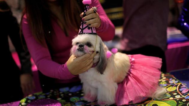 Andalusia’s only pet fair, the event includes several activities such as exhibitions, demonstrations and workshops for all kinds of audiences. (Reuters) Andalusia’s only pet fair, the event includes several activities such as exhibitions, demonstrations and workshops for all kinds of audiences. (Reuters)