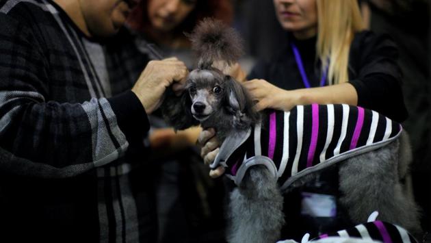 With the welfare of pets at its heart, the fair is a must visit for all dog lovers. (Reuters) With the welfare of pets at its heart, the fair is a must visit for all dog lovers. (Reuters)