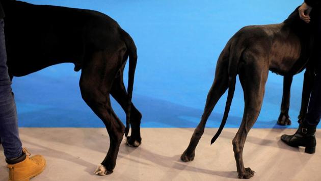 Handlers show their dogs at the Mi Mascota fair. (Reuters) Handlers show their dogs at the Mi Mascota fair. (Reuters)