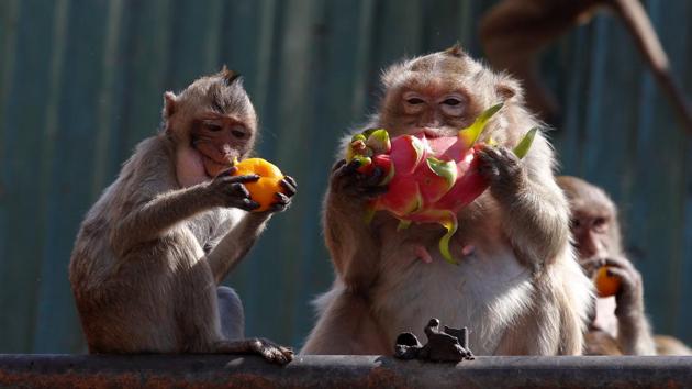 Monkeys eat fruits during the Monkey Buffet Festival, near the Phra Prang Sam Yot temple in Lopburi province. (REUTERS)