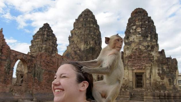 A monkey prepares to jump off tourist Katie Myers of the US at an ancient temple during the annual "monkey buffet" in Lopburi province, north of Bangkok on November 27, 2016. It is a feast fit for a monkey king. (AFP Photo)