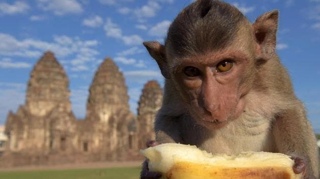 A monkey eats a banana at an ancient temple during the annual "monkey buffet" in Lopburi province. (AFP)