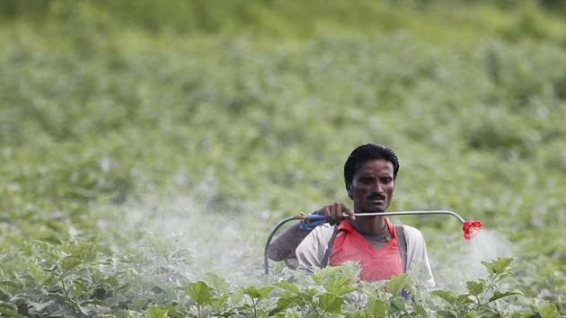 A farmer sprays pesticide in the cotton field at Pandharkawada in Maharashtra.(Raj K Raj/HT Photo)