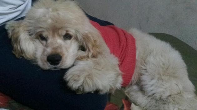 The family of four-year-old Coco, a Spaniel, is moving to New Zealand. Since a pet has to be in quarantine for a year before they’re allowed to join their family, his family is now looking for someone to adopt Coco forever. Write to adopt.apet@yahoo.com. The family of four-year-old Coco, a Spaniel, is moving to New Zealand. Since a pet has to be in quarantine for a year before they’re allowed to join their family, his family is now looking for someone to adopt Coco forever. Write to adopt.apet@yahoo.com.