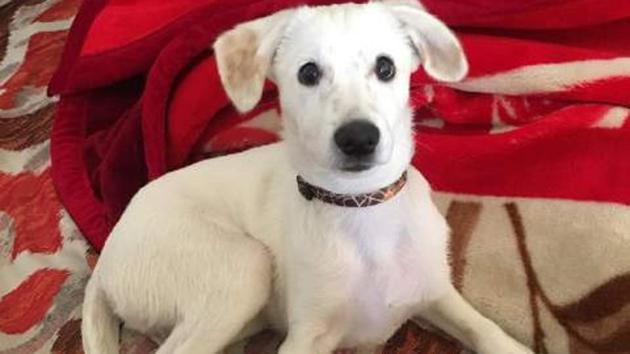 Poppy is a two-and-a half-month old Spitz, who was gifted to a family. Unfortunately, they do not want her. She’s a sweet well-natured puppy who needs a family that will love her and be happy to have her around. To adopt her, please write to adopt.apet@yahoo.com. 