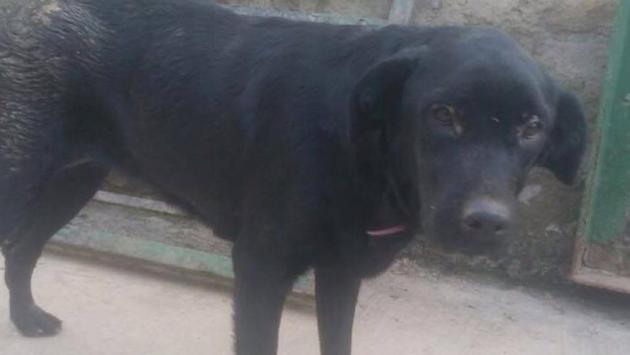 Shadow is a black Labrador who is approximately three-years-old. A friendly, gorgeous girl, she is currently at the SPCA shelter where she is being treated for a wound on her back. To bring her home, Whatsapp Aparna at 9910120860 or email Gina at nihal_gina@hotmail.com. Shadow is a black Labrador who is approximately three-years-old. A friendly, gorgeous girl, she is currently at the SPCA shelter where she is being treated for a wound on her back. To bring her home, Whatsapp Aparna at 9910120860 or email Gina at nihal_gina@hotmail.com.