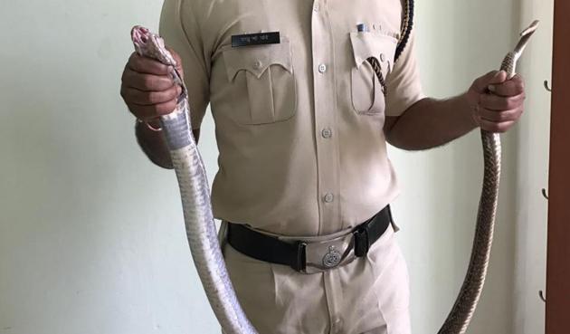 Police constable Raju Pore caught the snake before it could enter the inmates’ cell and carefully placed it in a bag. The snake was then released into the wild. (HT PHOTO) Police constable Raju Pore caught the snake before it could enter the inmates’ cell and carefully placed it in a bag. The snake was then released into the wild. (HT PHOTO)