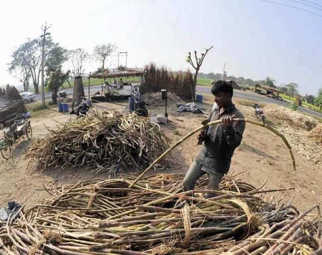 Cane being readied for jaggery production in Mohali. (Ravi Kumar/HT)