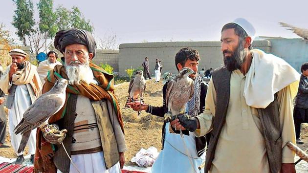 Afghan falconers with Northern goshawks in the Laghman province of Afghanistan. (PHOTO: KAMRAN KHAN YOUSUFZAI) Afghan falconers with Northern goshawks in the Laghman province of Afghanistan. (PHOTO: KAMRAN KHAN YOUSUFZAI)