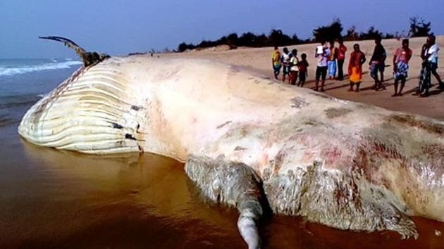 A 42-feet-long whale was found dead on a beach in Puri, Odisha.(Picture courtesy: Odisha News 360/Twitter)