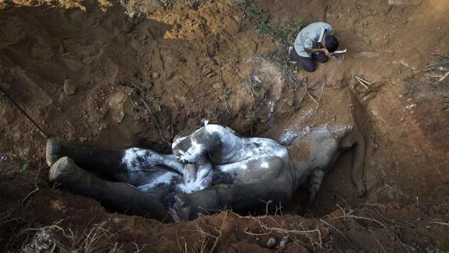 A villager prays by the carcass of a wild Asiatic male elephant at Amgaon, near Guwahati, the capital of the northeastern Indian state of Assam on December 3, 2016. According to forest officer R.K. Das, the elephant died after it was electrocuted by a high tension electric wire when it was searching for food on the border of Amchang wildlife sanctuary on Friday night. (Anupam Nath/AP Photo) A villager prays by the carcass of a wild Asiatic male elephant at Amgaon, near Guwahati, the capital of the northeastern Indian state of Assam on December 3, 2016. According to forest officer R.K. Das, the elephant died after it was electrocuted by a high tension electric wire when it was searching for food on the border of Amchang wildlife sanctuary on Friday night. (Anupam Nath/AP Photo)
