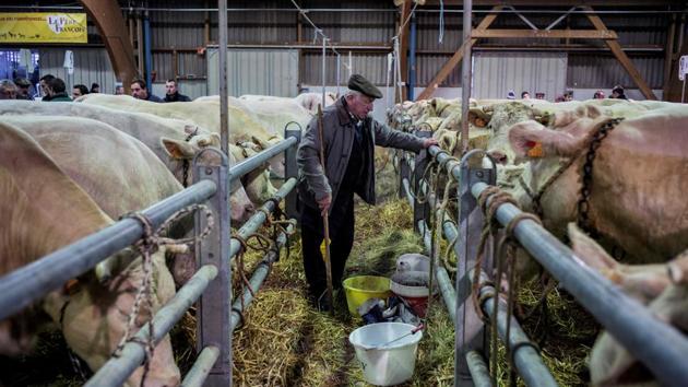 A farmer tends to his cows on on the opening day of the Festival du boeuf charolais. (AFP)