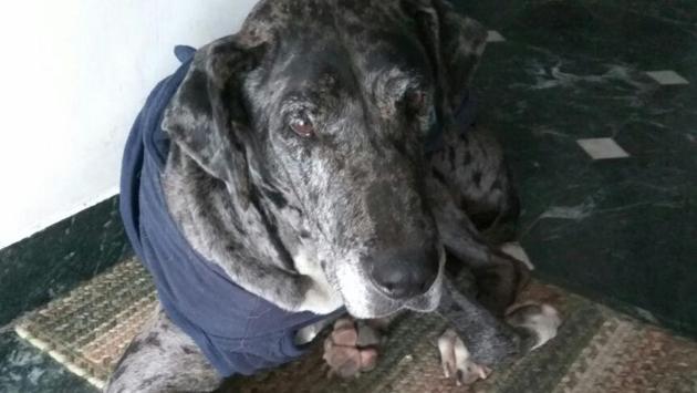 Blue, is a young female Great Dane who was found abandoned near Faridabad. She appears to have been a victim of abuse. She is looking for a family that will love her unconditionally. If interested, write to adopt.apet@yahoo.com. Blue, is a young female Great Dane who was found abandoned near Faridabad. She appears to have been a victim of abuse. She is looking for a family that will love her unconditionally. If interested, write to adopt.apet@yahoo.com.