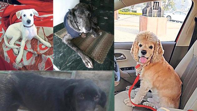 Life is hard for stray and abandoned animals. If you are thinking of getting a pet, here are a few adorable choices. Life is hard for stray and abandoned animals. If you are thinking of getting a pet, here are a few adorable choices.