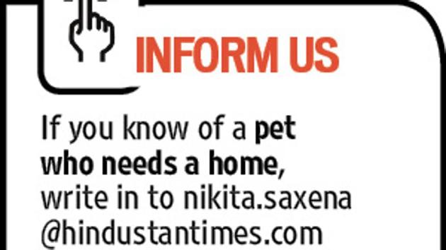 If you know of an abandoned animal looking for a loving home, then mail nikita.saxena@hindustantimes.com If you know of an abandoned animal looking for a loving home, then mail nikita.saxena@hindustantimes.com