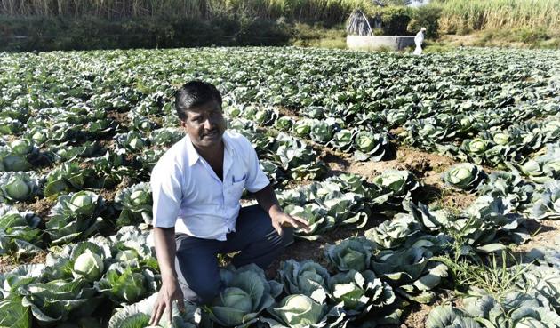 Sanjay Gunjal’s one-acre cabbage farm in Khandgaon village in Ahmednagar district fetched him only Rs6,000, less than one-tenth the money he would have made had the cash crunch not hit the economy.(Anshuman Poyrekar/HT PHOTO)