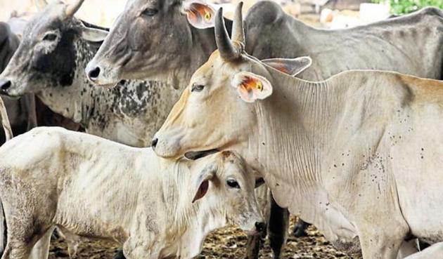 “Most of the talks are delivered by the seer from Gujarat, while the person who runs the cow shelter talked about merits of cow dung and urine. He said that the reason for our downfall is the exploitation of cows,” said a student from IIT-B. (HT file pho) “Most of the talks are delivered by the seer from Gujarat, while the person who runs the cow shelter talked about merits of cow dung and urine. He said that the reason for our downfall is the exploitation of cows,” said a student from IIT-B. (HT file pho)