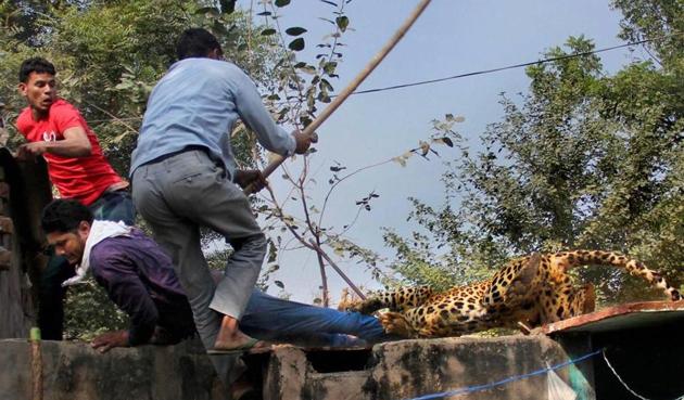 On November 24, a stray leopard was beaten to death by residents of Mandawar village, as it took more than three hours for the forest department to arrange the tranquillizer gun and a cage. (PTI File Photo) On November 24, a stray leopard was beaten to death by residents of Mandawar village, as it took more than three hours for the forest department to arrange the tranquillizer gun and a cage. (PTI File Photo)