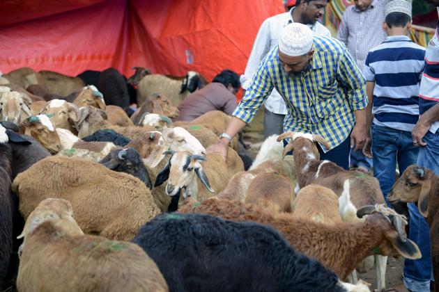 The mass wedding will involve goats of over 30 villages, and a band party will be at hand to play music.(AFP file photo for representation) The mass wedding will involve goats of over 30 villages, and a band party will be at hand to play music.(AFP file photo for representation)