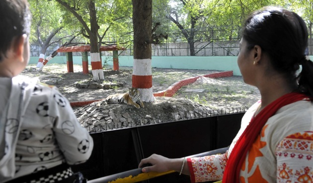 The tigress in its enclosure in Indore’s Kamla Nehru Zoo.(Arun Mondhe/HT photo)