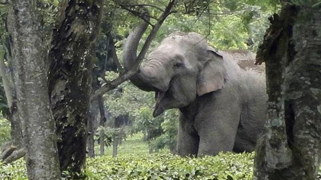 Shrinking habitats for wildlife is threat to both humans and wild animals. (File Photo) Shrinking habitats for wildlife is threat to both humans and wild animals. (File Photo)