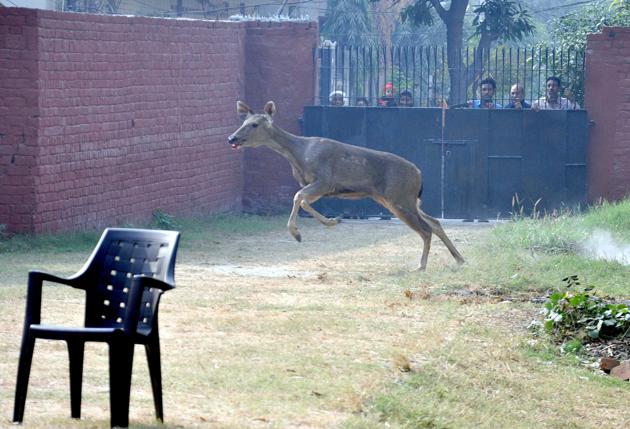 People look on as the deer runs in a church garden in Amritsar on Wednesday. (Sameer Sehgal/HT) 