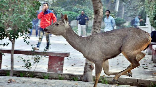In pics | When a deer ran wild in Amritsar, and was rescued | Hindustan  Times