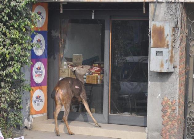 The deer near a shop in Amritsar on Wednesday. (Sameer Sehgal/HT) 