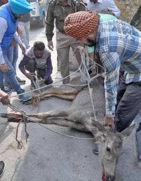 In pics | When a deer ran wild in Amritsar, and was rescued | Hindustan  Times
