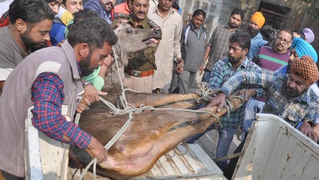 Officials from an animal welfare NGO and local residents rescue a deer who strayed on Court Road in Amritsar on Wednesday. (Sameer Sehgal/HT) 