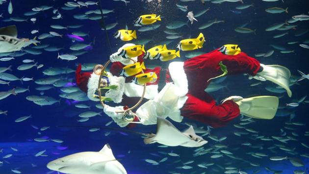 A diver dressed as Santa Claus feeds fish at the annual Christmas event at Tokyo's Sunshine International Aquarium in Tokyo on December 6, 2016. (AP) A diver dressed as Santa Claus feeds fish at the annual Christmas event at Tokyo's Sunshine International Aquarium in Tokyo on December 6, 2016. (AP)