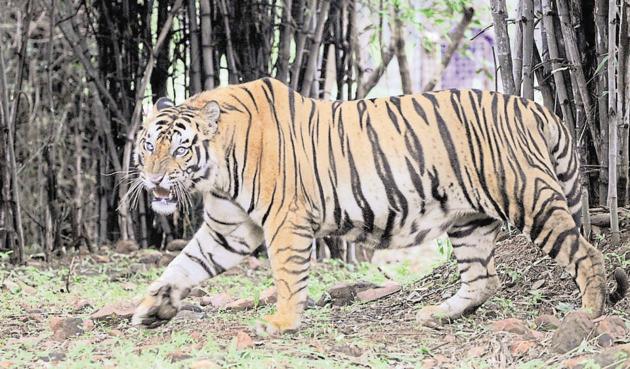 The forest where the tiger was killed is a part of tiger corridor. (HT file photo) The forest where the tiger was killed is a part of tiger corridor. (HT file photo)