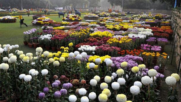 On the eve of the annual Chrysanthemum Show in Sector 33, Chandigarh, on Thursday. The show is from December 9 to 11. (Keshav Singh/HT)