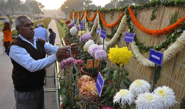 All set for the annual Chrysanthemum Show in Sector 33, Chandigarh, on Thursday. The show is from December 9 to 11. (Keshav Singh/HT)