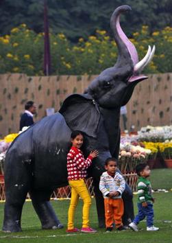 All set for the annual Chrysanthemum Show in Sector 33, Chandigarh, on Thursday. The show is from December 9 to 11. (Keshav Singh/HT)