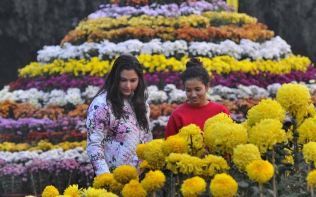 All set for the annual Chrysanthemum Show in Sector 33, Chandigarh, on Thursday. The show is from December 9 to 11. (Keshav Singh/HT)